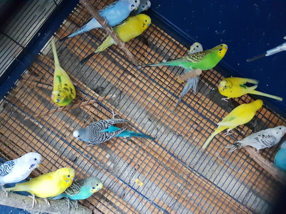 Perruches ondulees 10 37360 Rouziers-de-touraine