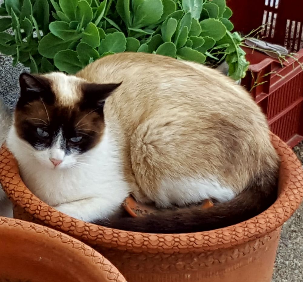 Appels &agrave; t&eacute;moins - chat perdu &agrave; Ille sur T&ecirc;t 66130 0 66130 Ille-sur-t�t