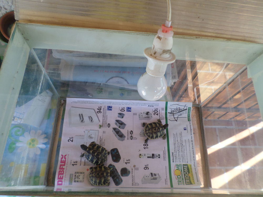 TERRARIUM ARTISANAL IDEAL TORTUES 50 26130 Saint-paul-trois-ch�teaux