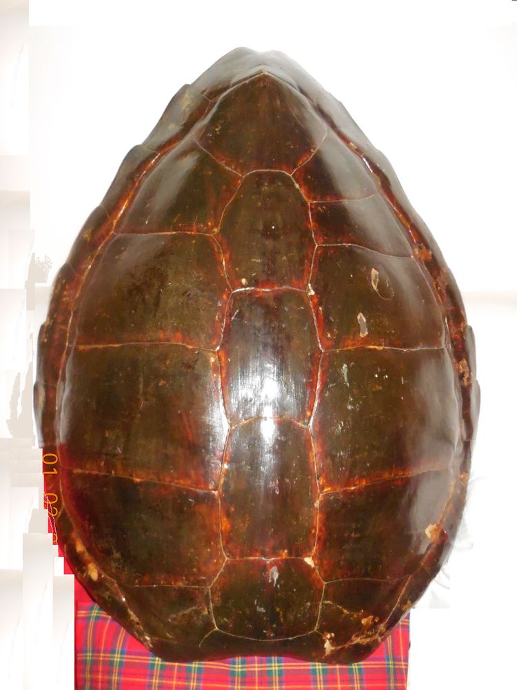   Carapace  