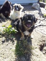 Chien Chiot Dans Le Morbihan 56 Annonces De Chiens Et Chiots