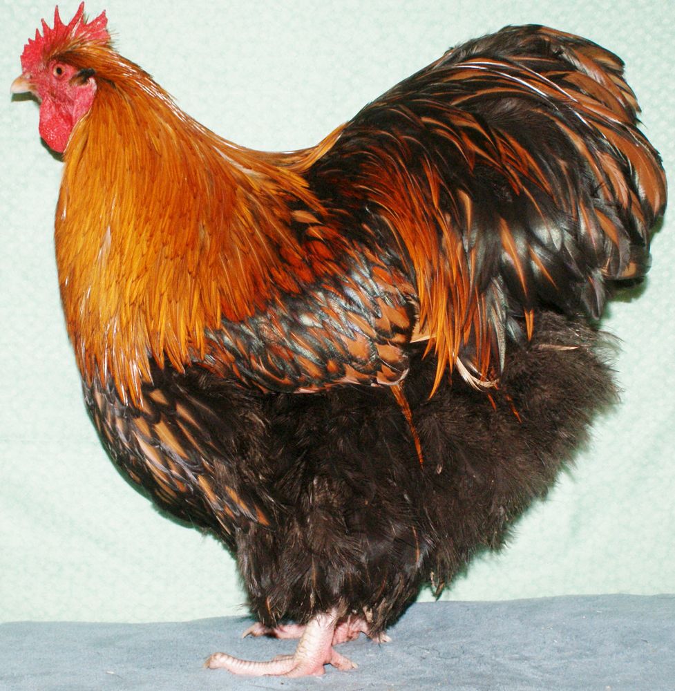 coqs et poules ORPINGTON fauve &agrave; lis&eacute;r&eacute;s noirs  08090 Montcy-notre-dame