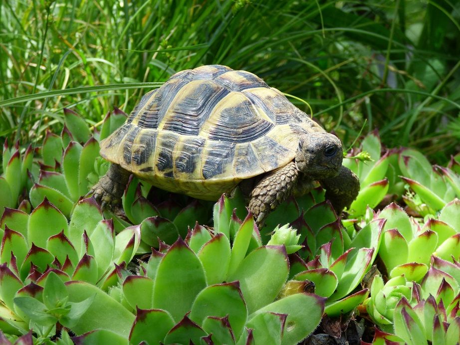 Eurotestudo Boettgeri 0 87230 Flavignac