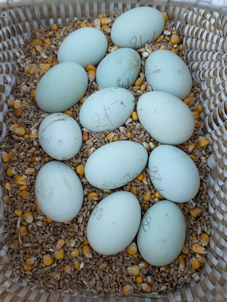 Oeuf f&eacute;cond&eacute;s bleu race cream legbar 2 35500 Balaz�