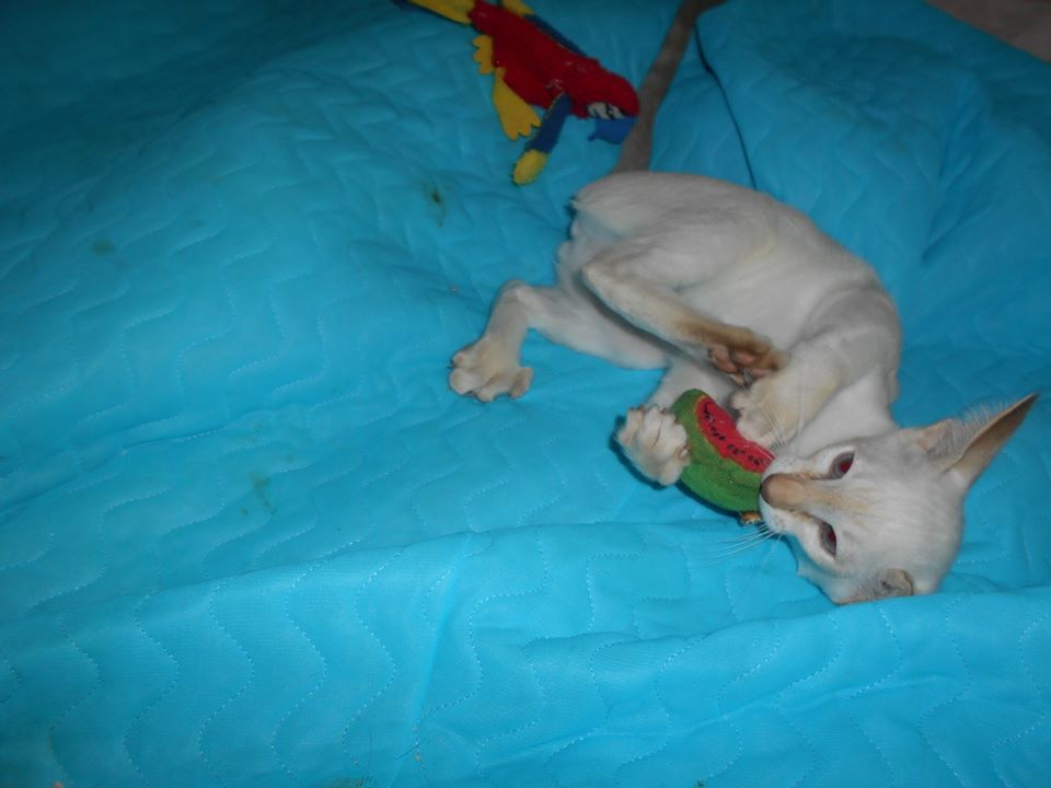 adorable   petite  siamoise 1200 45260 Noyers