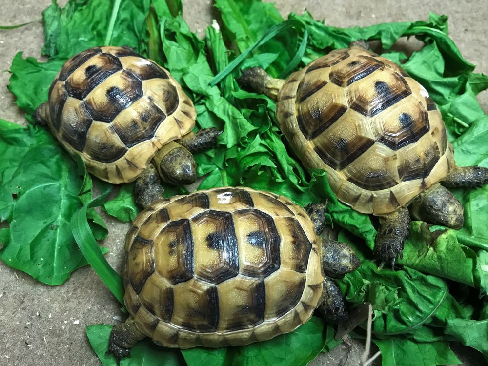 TORTUES GRECQUES 200 16400 V�uil-et-giget