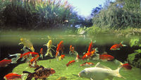 poisson de bassin ou pour aquarium 1 16710 Saint-yrieix-sur-charente