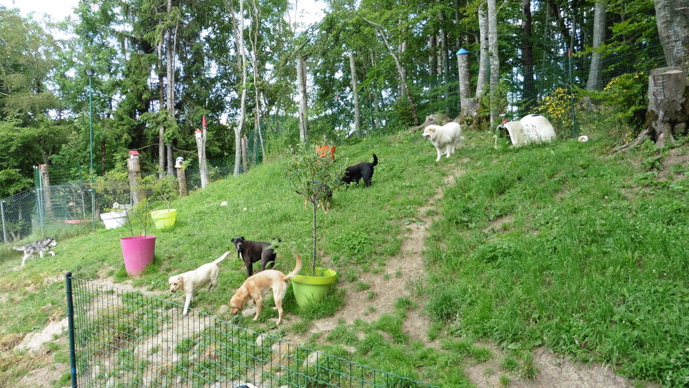 PENSION POUR CHIEN 25 74420 Saxel