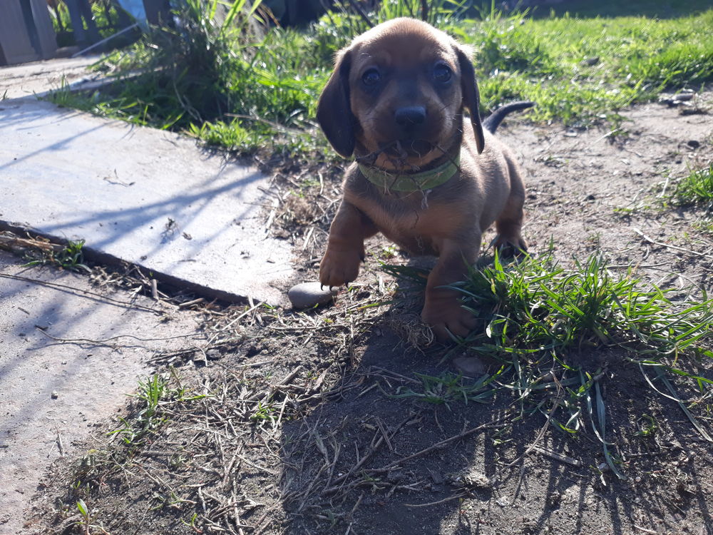 Trois petits chiots de race teckel à réserver