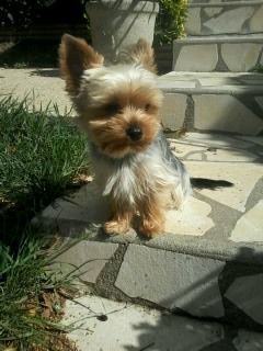 saillie 200 85140 Les essarts