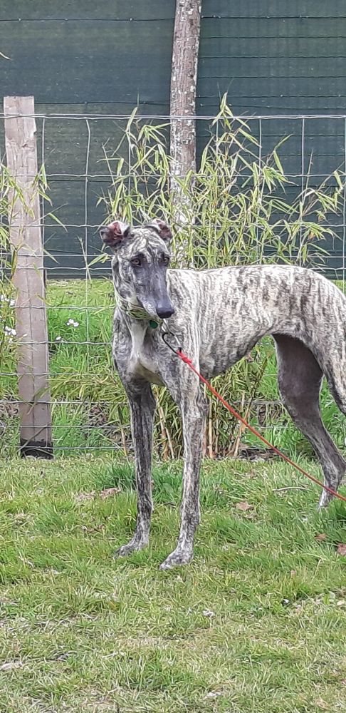 FUGUE LEVRIER 0 44118 La chevroli�re