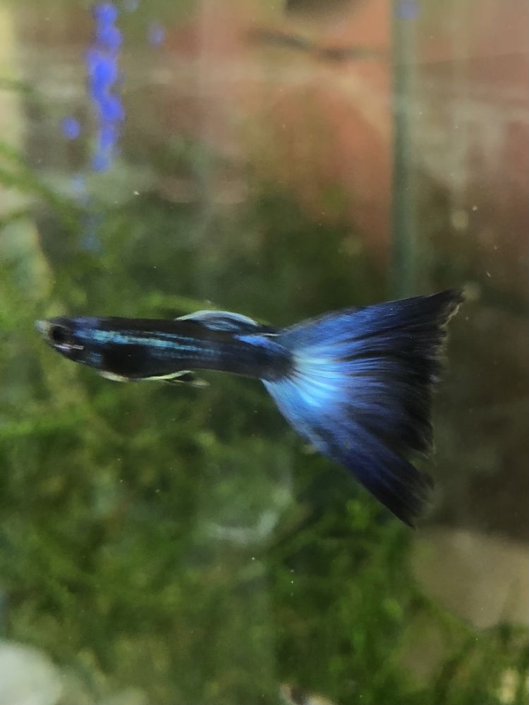  poissons plantes aquarium 1 57360 Amn�ville