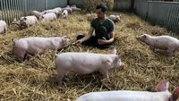 Recherche un emploi dans un élevage porcins 0 46090 Le montat