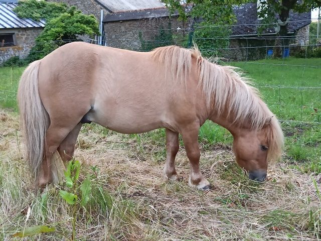 Saillie &eacute;talon Mini-Shetland agr&eacute;&eacute; 80 22350 Caulnes