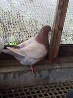 Pigeons de chair Hubbel à double poitrine 18 40800 Aire-sur-l'adour