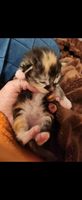 Splendides chatons Maine Coon Loof Black Silver et Brown  1450 77300 Fontainebleau