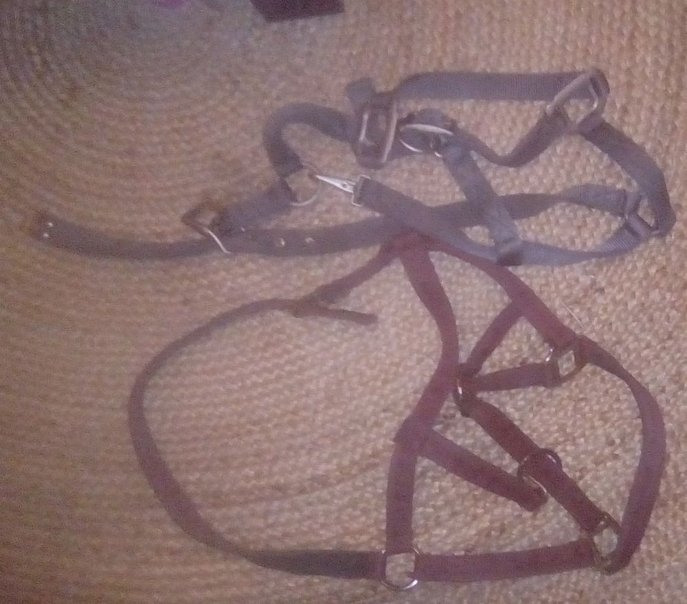 2 licols &eacute;quitation 15 95250 Beauchamp