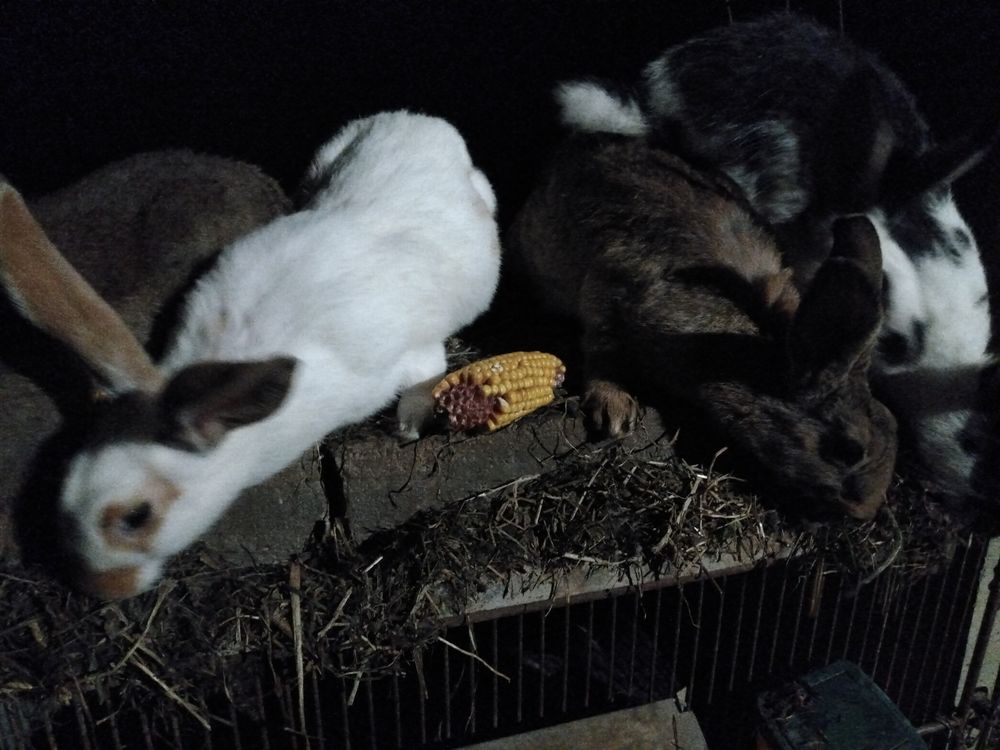 Lapins fermiers 20 07610 S�cheras