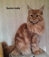 Maine Coon 1200 78980 Brval