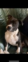   Loye ce beau chien attend sa famille, Staffordshire terrier  