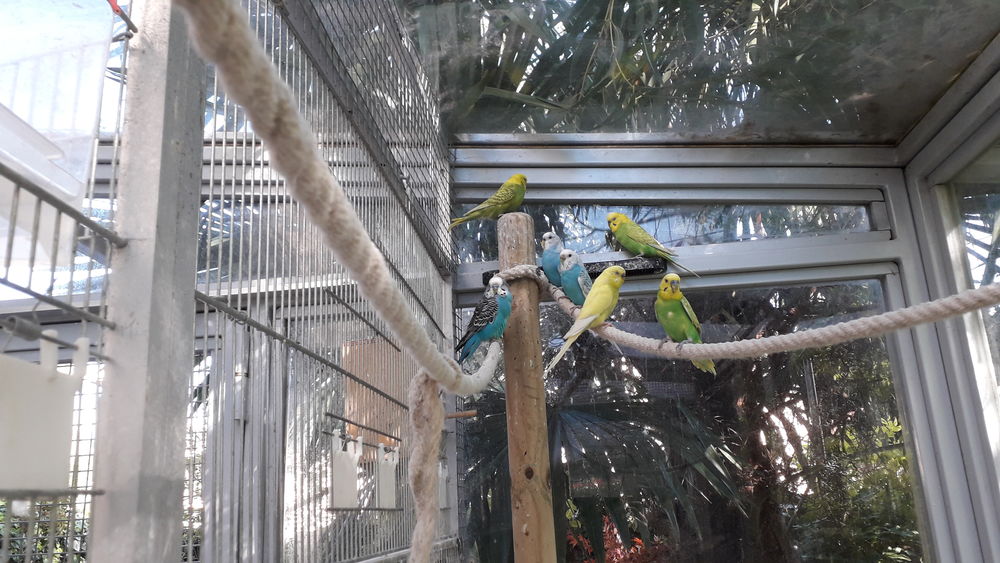 Perruches ondul&eacute;es diff&eacute;rentes couleurs 16 38600 Fontaine