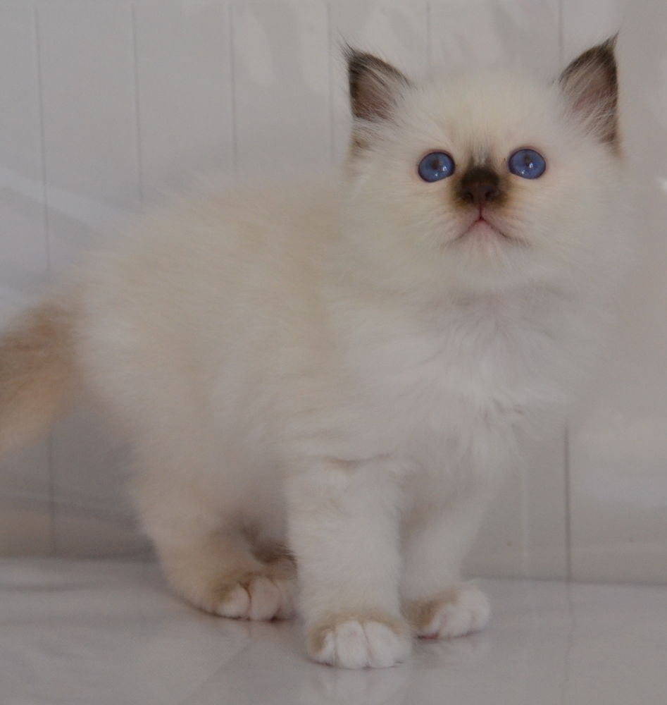 Magnifiques chatons sacr&eacute;s de Birmanie &agrave; r&eacute;server 1600 38510 Arandon