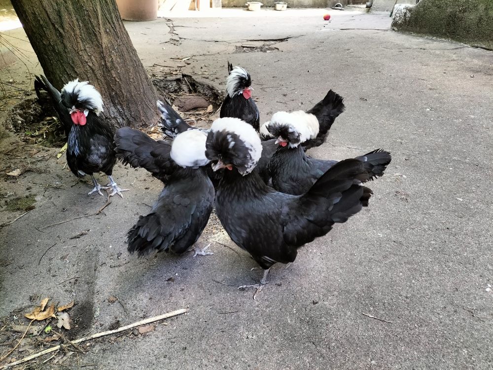 Poules naines d'ornement pure race hollandaise noire hupp&eacute; 30 69120 Vaulx-en-velin