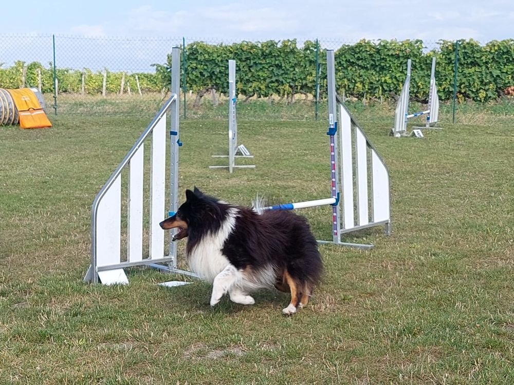 cherche saillie afin achat d'un chiot. 10 16000 Angoul�me