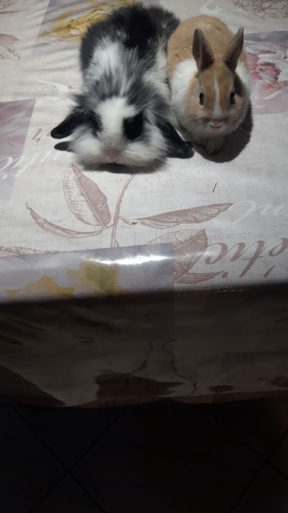 B&eacute;b&eacute; lapins nains toys et b&eacute;b&eacute; lapins b&eacute;liers nains. 25 74230 Th�nes