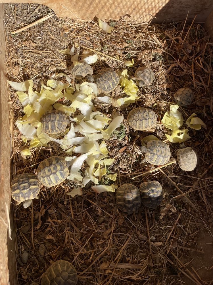 Tortues de terre  50 11300 C�pie