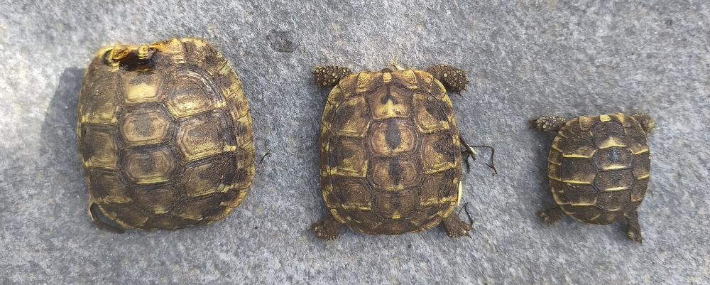 Tortues juv&eacute;niles de 2025 / Possibilit&eacute; d'en avoir + ag&eacute;es 40 34690 Fabr�gues