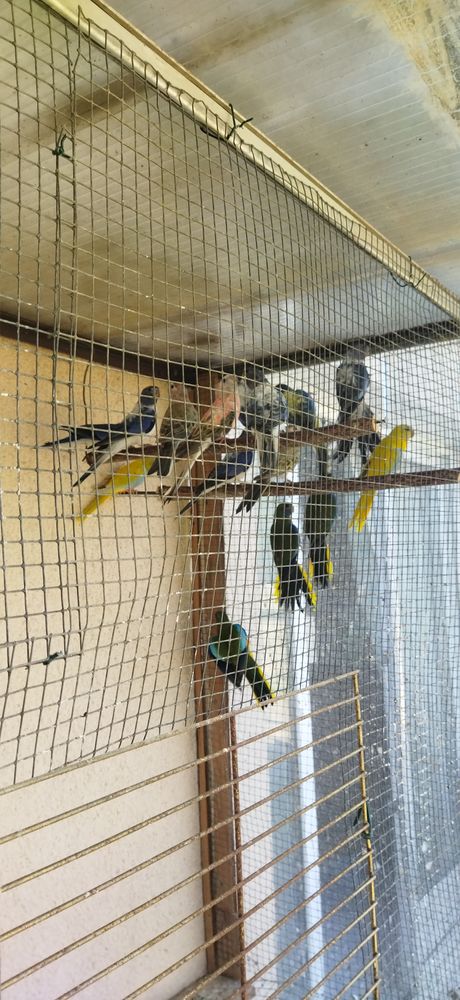 perruches 40120 27220 Chavigny-bailleul