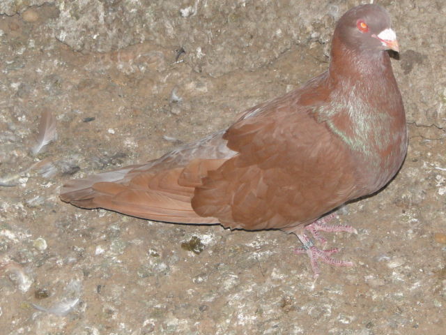 gros pigeons.
30 24130 Prigonrieux