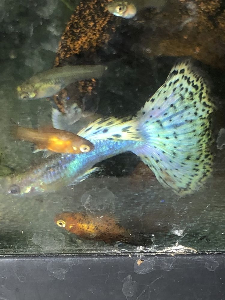 Tr&egrave;s beaux guppys platys ancistrus plantes etc 1 57360 Amn�ville