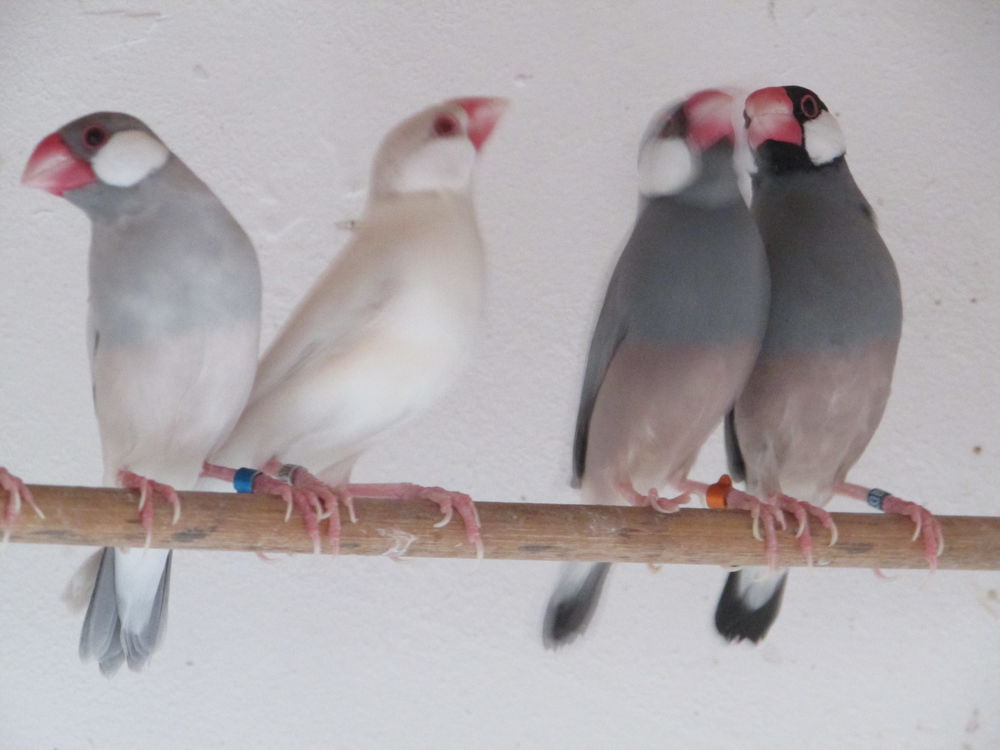 PADDAS MDJ CAILLE DE CHINE +DIVERS MAT&Eacute;RIEL
FAIRE OFFRE 1 51400 Mourmelon-le-grand