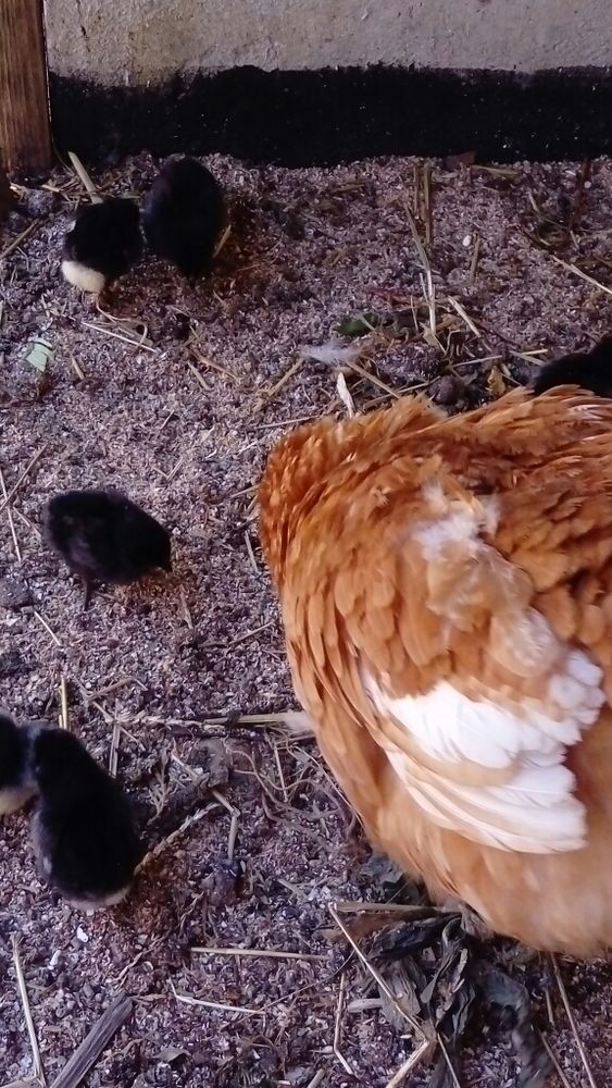 Oeufs de mes poules 0 68000 Colmar