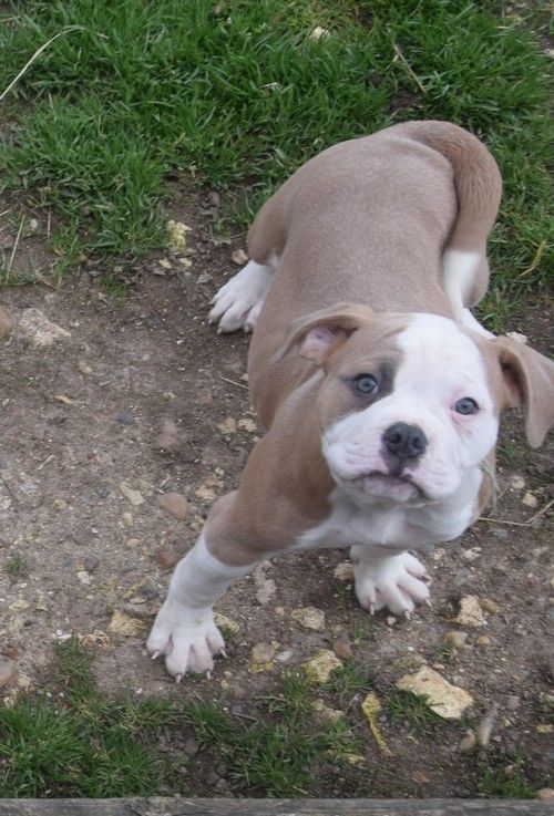 Adorables chiots bouledogue am&eacute;ricain disponibles inscrits N 1450 18140 Herry