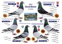 Pigeons voyageurs 2023 80 59360 Le cateau-cambrsis