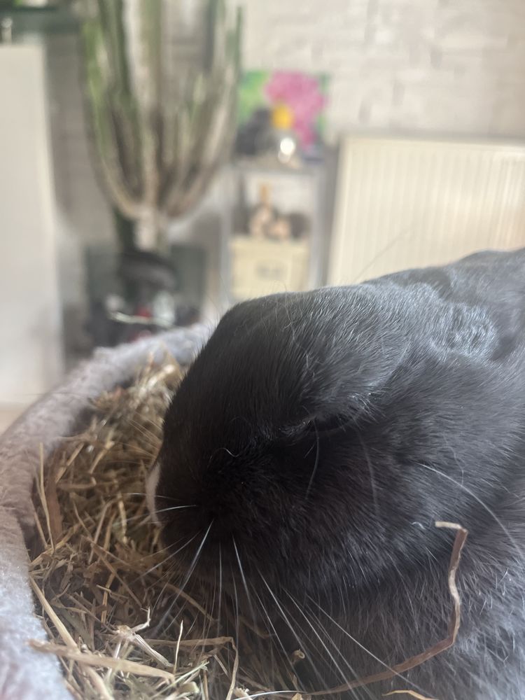 Gardes animaux et visites 8 77580 Villiers-sur-morin