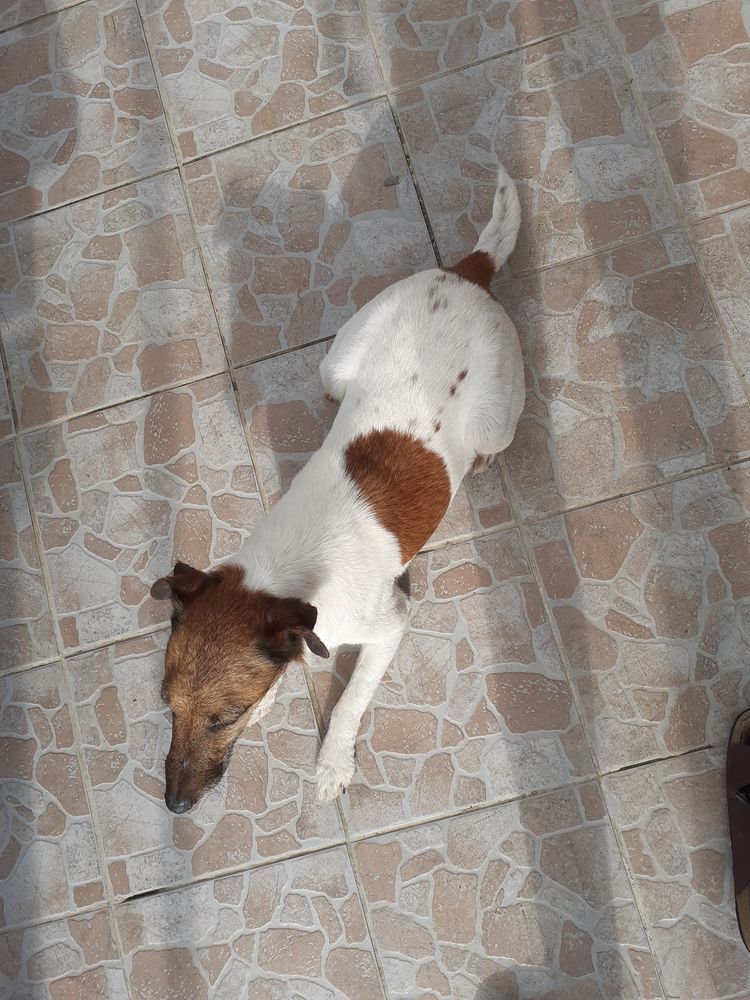 Saillie Fox terrier &agrave; poils lisses 500 28200 Lanneray