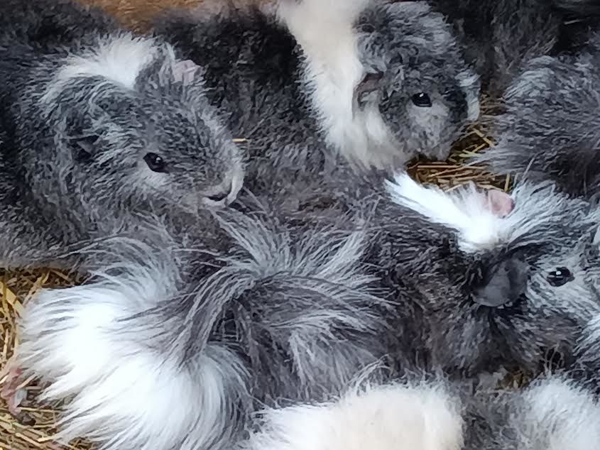 Cochon d inde 12 53200 Ch�teau-gontier