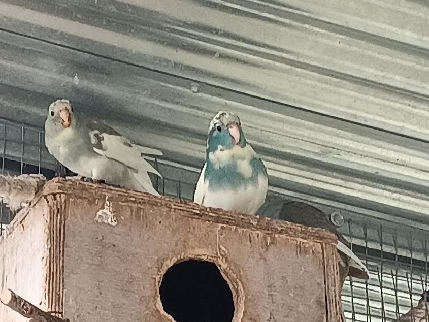 Perruche kakariki B25 45 53200 Ch�teau-gontier