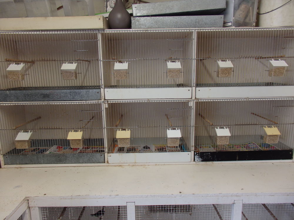 batterie d elevage oiseaux 60 57420 Pouilly