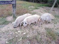porc , cochon magalitza 0 29400 Guimiliau