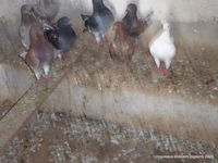 pigeons king 15 62370 Saint-folquin