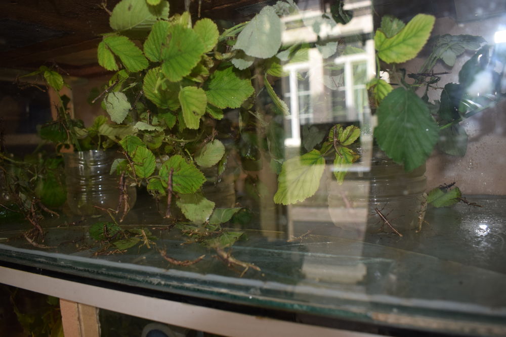 terrarium occasion avec 150   phasmes sub adultes.
50 16100 Cognac