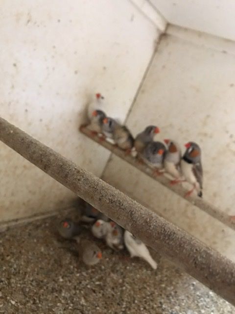 Mandarins 15 31600 Muret