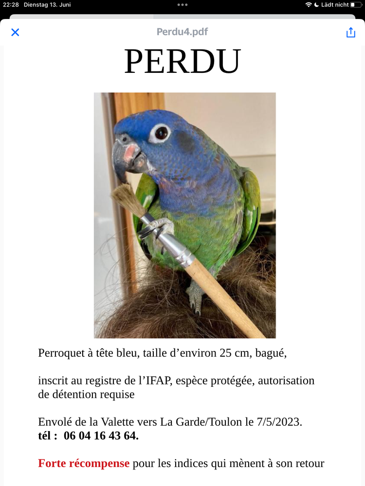 Perroquet &agrave; t&ecirc;te bleu 1 83160 La valette-du-var