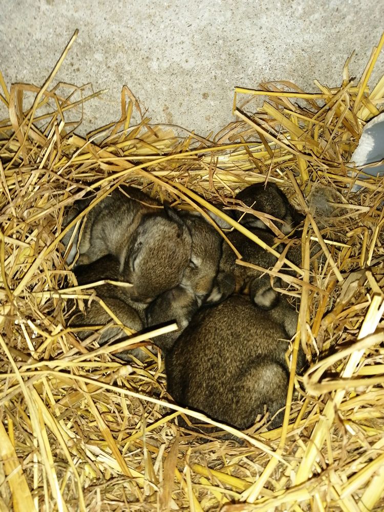 Lapin de garenne 10 49500 Segr�