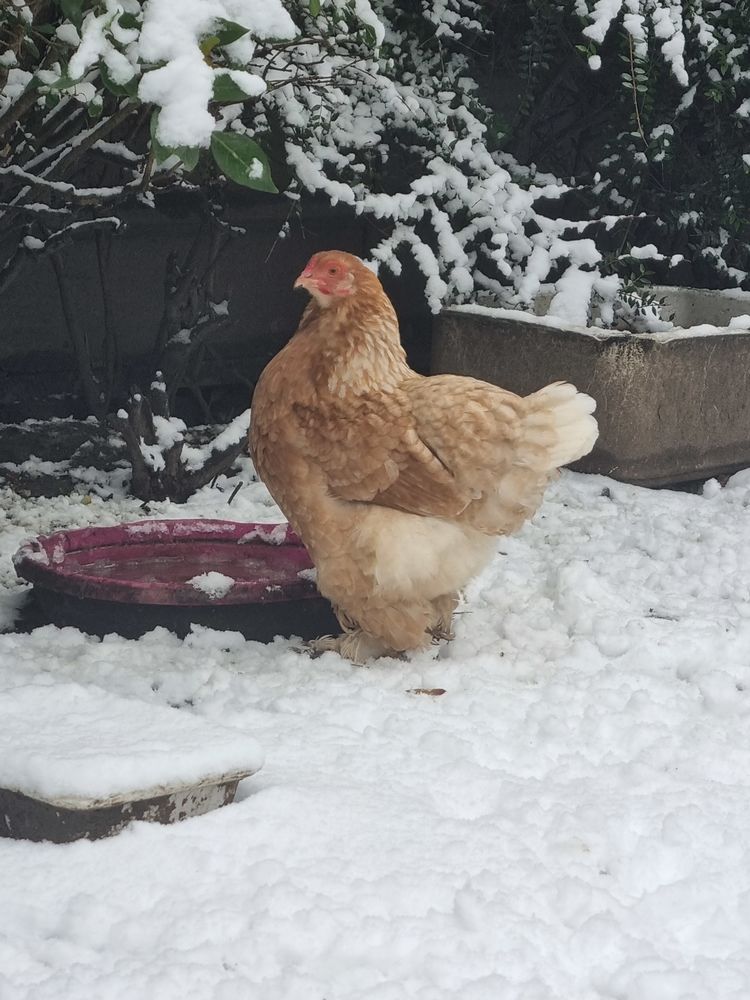 Poule, coq  de diff&eacute;rentes races 25 59290 Wasquehal